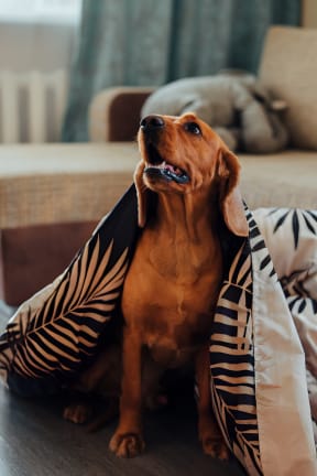 a brown dog sitting on the floor under a blanket