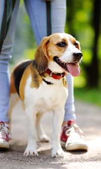 A beagle dog is standing on a path with its tongue out, and a person is walking beside it.