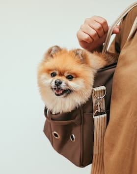 cute dog being carried in a satchel over a man's shoulder