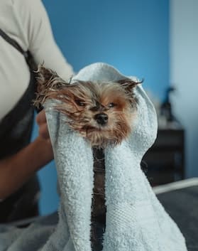 cute dog getting dried with a towel after a bath 