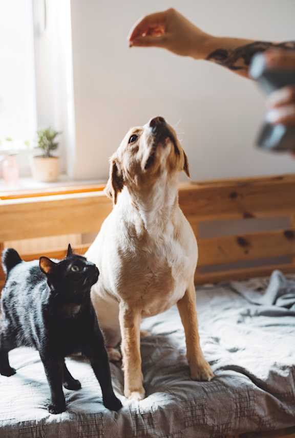 A dog and a cat are on a bed with a person's hand feeding the dog.