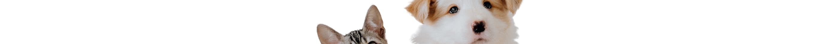 a cat and a dog sitting next to each other