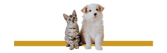 a cat and a dog sitting next to each other