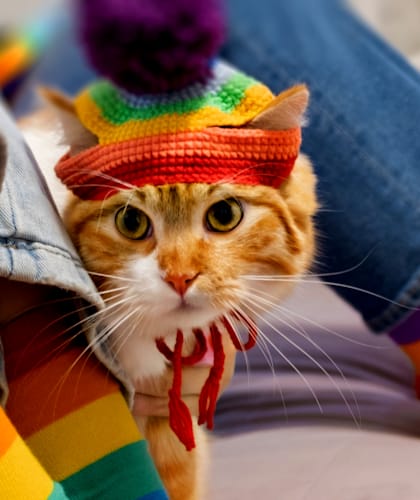a cat wearing a rainbow hat and a rainbow sock next to a person at Willow Creek, Kansas City