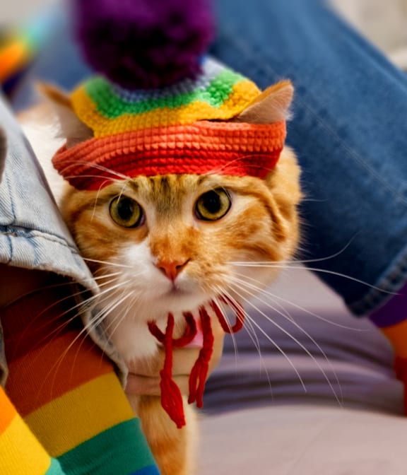 a cat wearing a rainbow hat and a rainbow sock next to a person at Waldo Heights, Kansas City