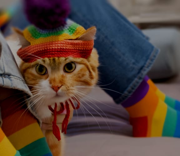 a cat wearing rainbow socks and a rainbow hat