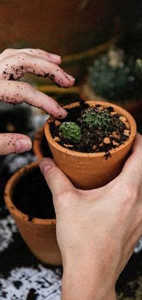 A person is holding a small potted plant with both hands.