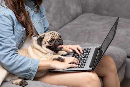 A woman is working on her laptop with her pug dog lying next to her.