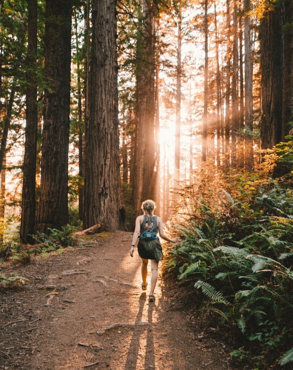 a path through the woods in a forest