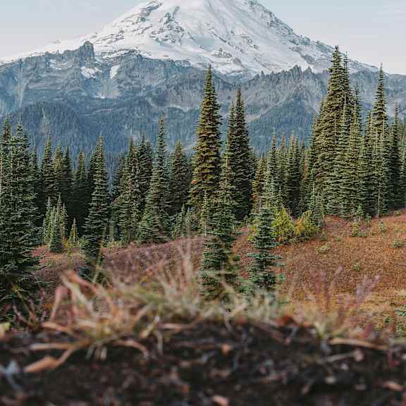 A mountain with a snow cap is in the background with trees in the foreground.