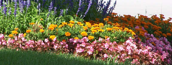 A flower bed with a variety of flowers in different colors.