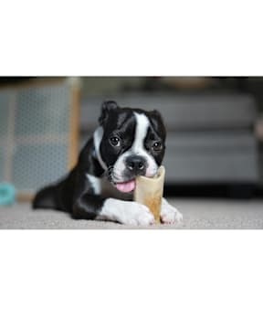 A black and white dog holding a bone in its mouth.