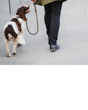 A man walking a brown and white dog on a leash.