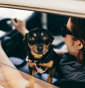 a woman sitting in a car with a dog in the window