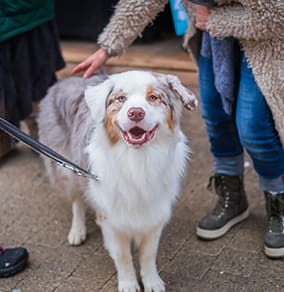 Happy smiling dog on a leash in Lincoln Park Chicago.