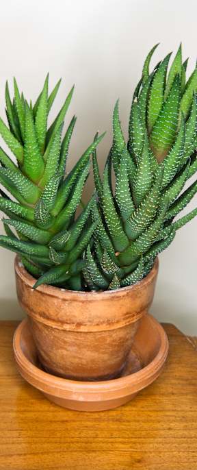 A green plant in a brown pot on a wooden table.
