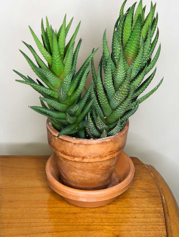 A green plant in a brown pot on a wooden table.