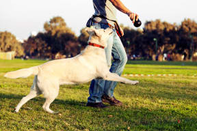 Man walking his dog in the park in Simi Valley, California