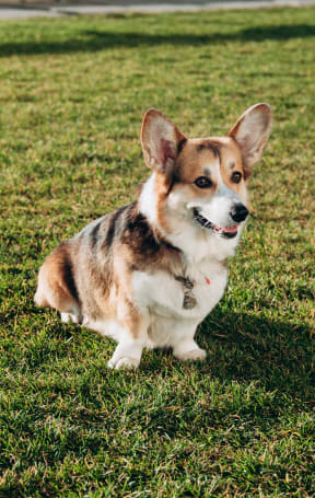 a dog sitting in the grass