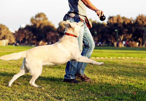 Pet Friendly Community at Sedona Apartment Homes, Moreno Valley, CA
