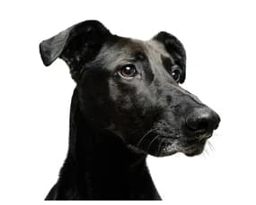a black dog with a white background