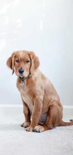 a dog sitting on the floor in a room