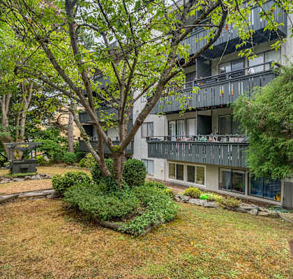 A tree in a yard in front of a building.