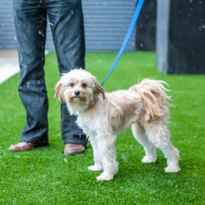 a small brown and white dog on a leash standing next to a person