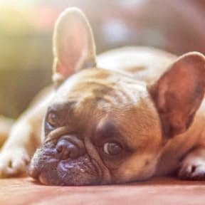 a small brown dog laying down on the ground
