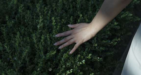 Person's hand is gently touching a green plant.