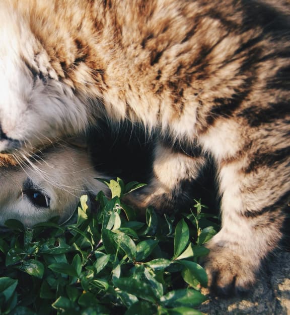 a dog and a cat playing in the grass