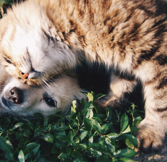 A cat and a dog at The Pavilion, Detroit, MI, 48207
