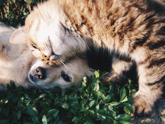 a dog and a cat playing in the grass
