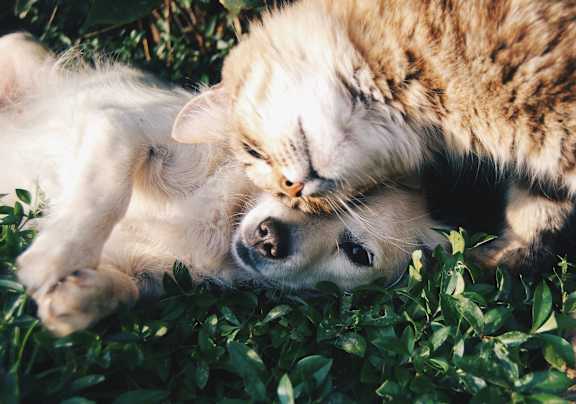 A cat and a dog are lying on the grass at fifty9 Grove Apartments, Naperville, IL, 60563