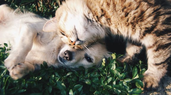 a dog and a cat playing in the grass