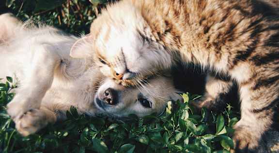 A cat and a dog are lying on the grass.