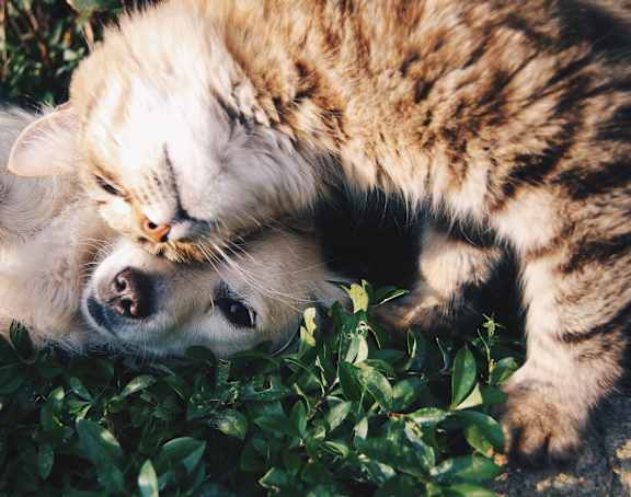 a dog and a cat playing in the grass