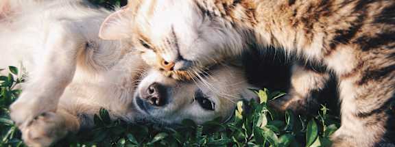 a dog and a cat playing in the grass