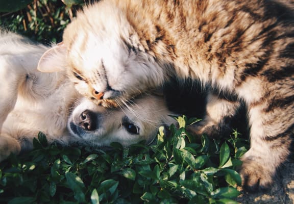 a dog and a cat playing in the grass