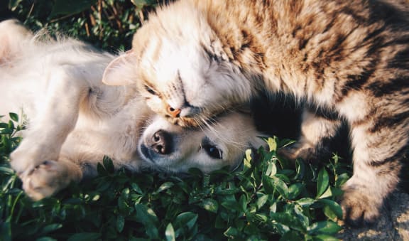 Brown dog and tabby cat laying in the grass together.