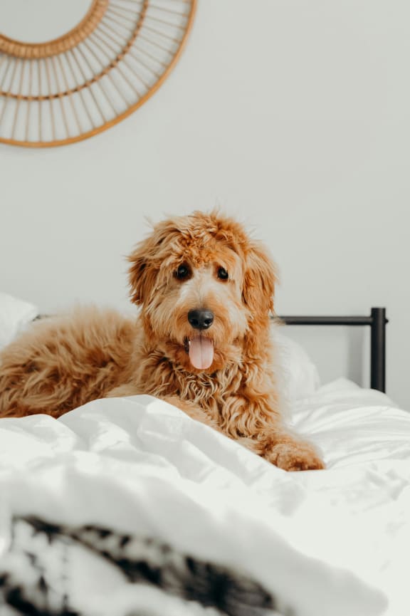 a dog laying on a bed in a bedroom