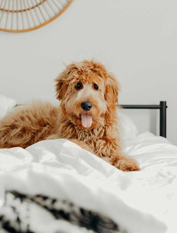 a dog laying on a bed in a bedroom