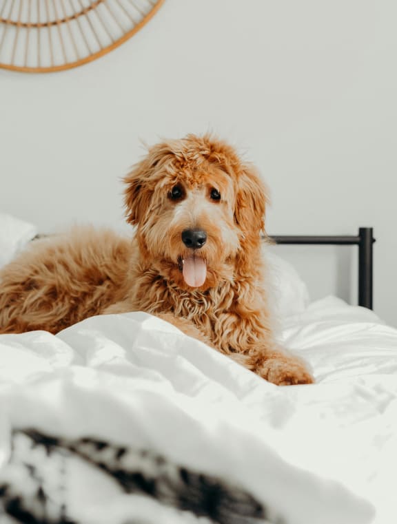 a dog laying on a bed in a bedroom