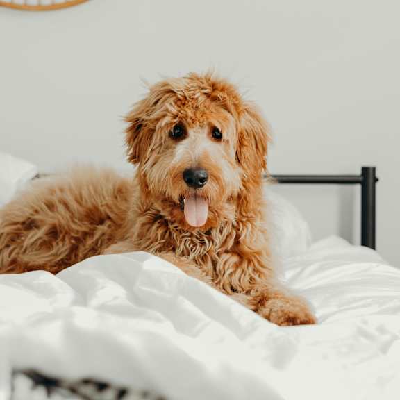 A dog is lying on a bed with a white blanket.