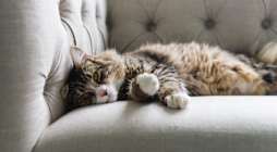A cat is lying on a grey couch with its paw up.