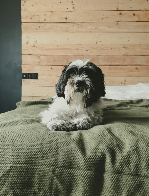 a black and white dog sitting on a bed