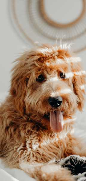 A cute brown dog with curly fur is lying on a bed with its tongue out.