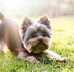 a small dog laying in the grass at Villas At Crystal Lake, Illinois, 62226