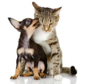 dog and cat at pet friendly apartments in Richmond