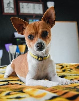 a small brown and white dog sitting on a colorful blanket